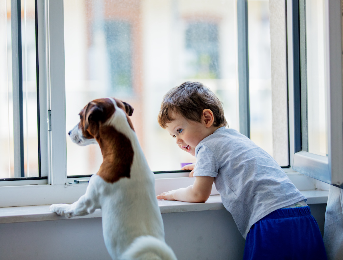 little boy and dog look out the window